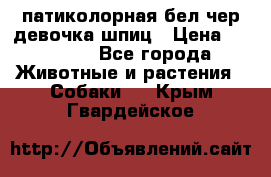 патиколорная бел/чер девочка шпиц › Цена ­ 15 000 - Все города Животные и растения » Собаки   . Крым,Гвардейское